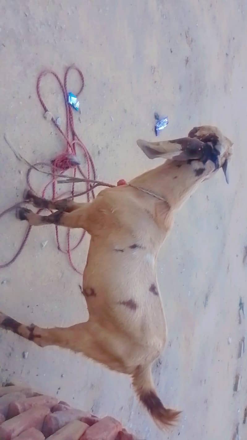 صحت مند بکرا فروخت کے لیے 0