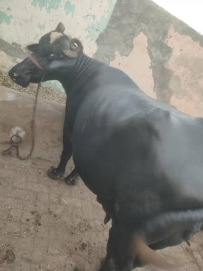 For sell Tyar behan