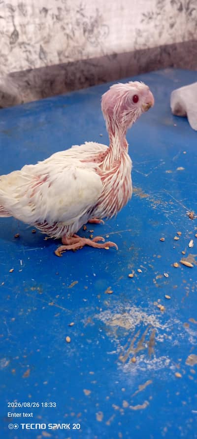 Eno coktil chick