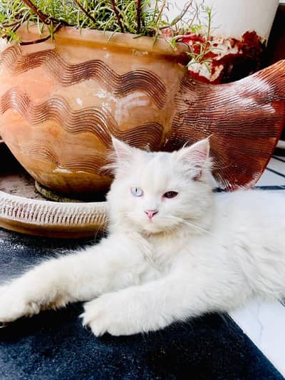 Beautiful Persian Cat with Rare Odd Eyes