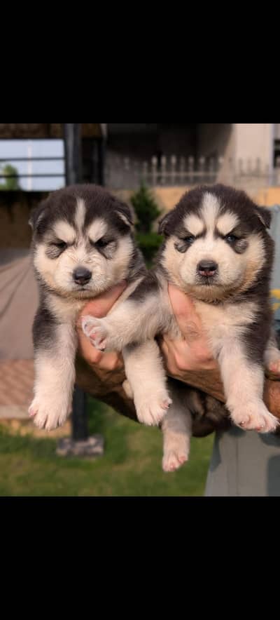 Siberian Husky pedigreed puppies | Male | Female