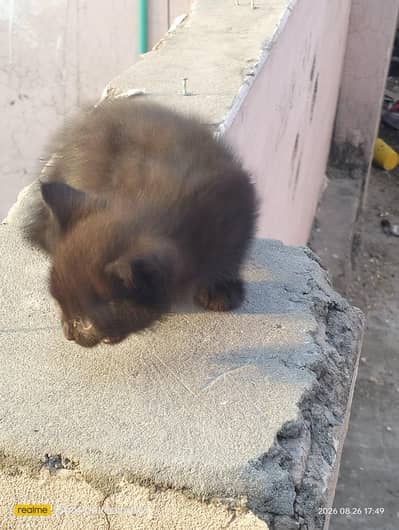 Persian cat  baby