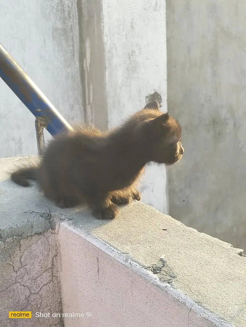 Persian cat  baby — photo 2
