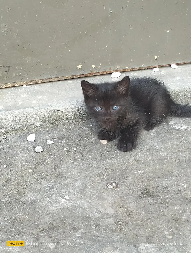 Persian cat  baby — photo 3