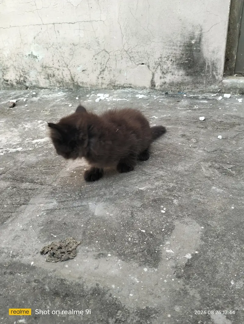 Persian cat  baby — photo 4