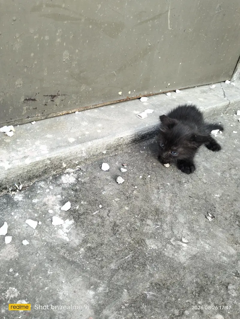 Persian cat  baby — photo 5