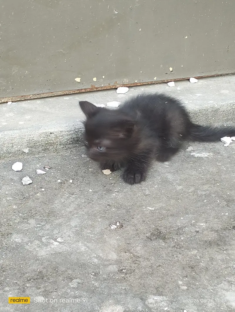 Persian cat  baby — photo 6