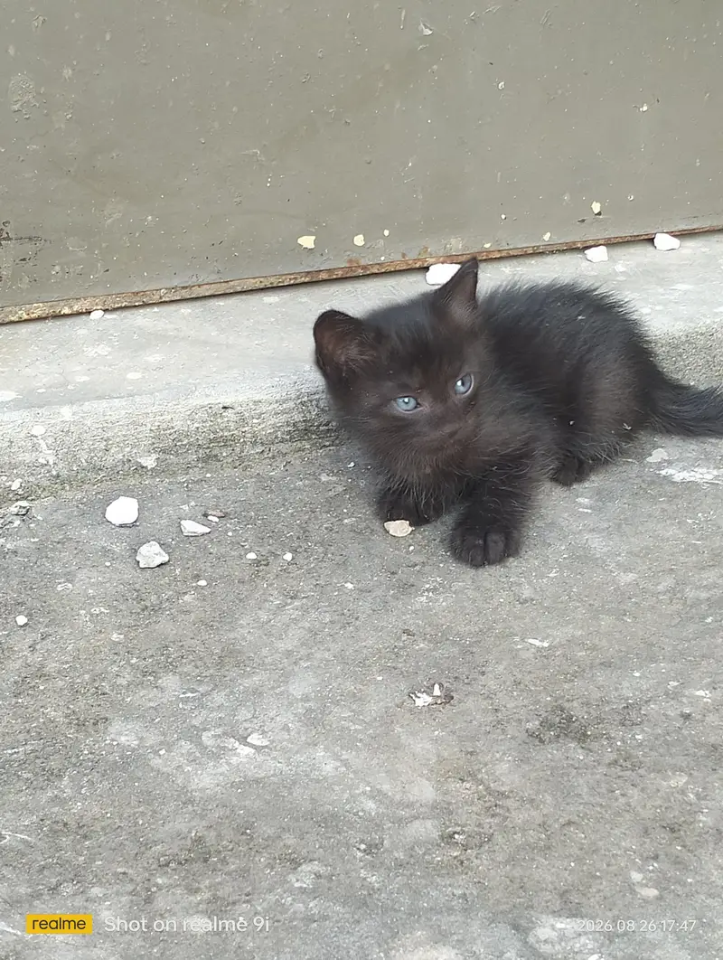 Persian cat  baby — photo 7