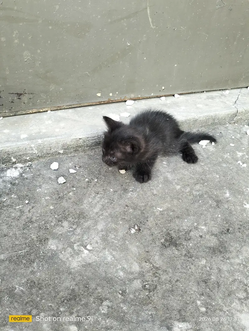 Persian cat  baby — photo 8