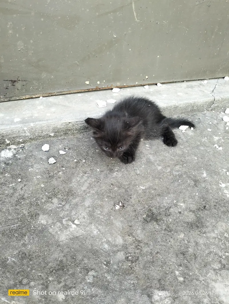 Persian cat  baby — photo 9