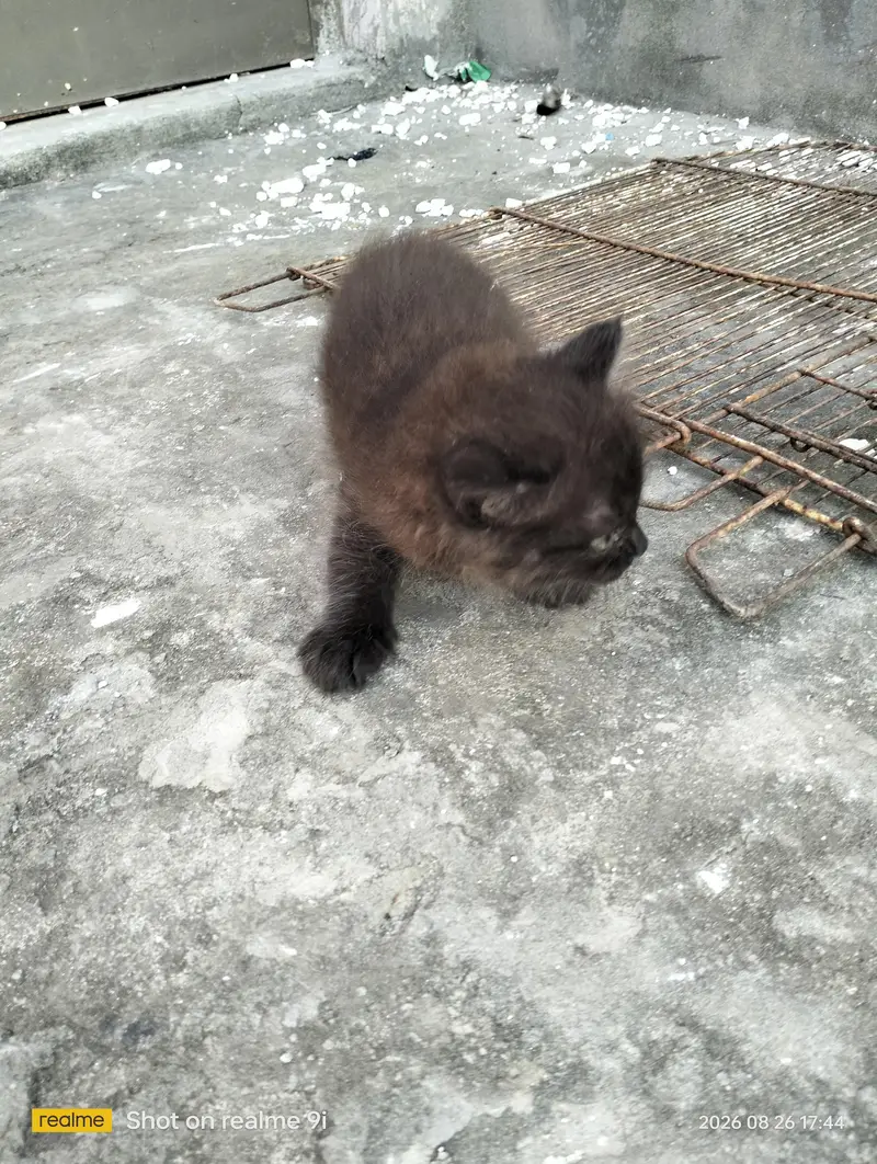 Persian cat  baby — photo 10