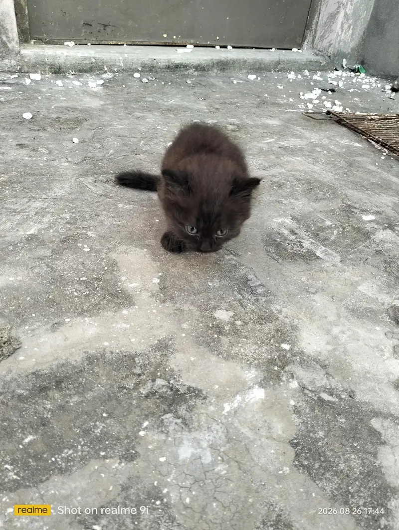 Persian cat  baby — photo 11