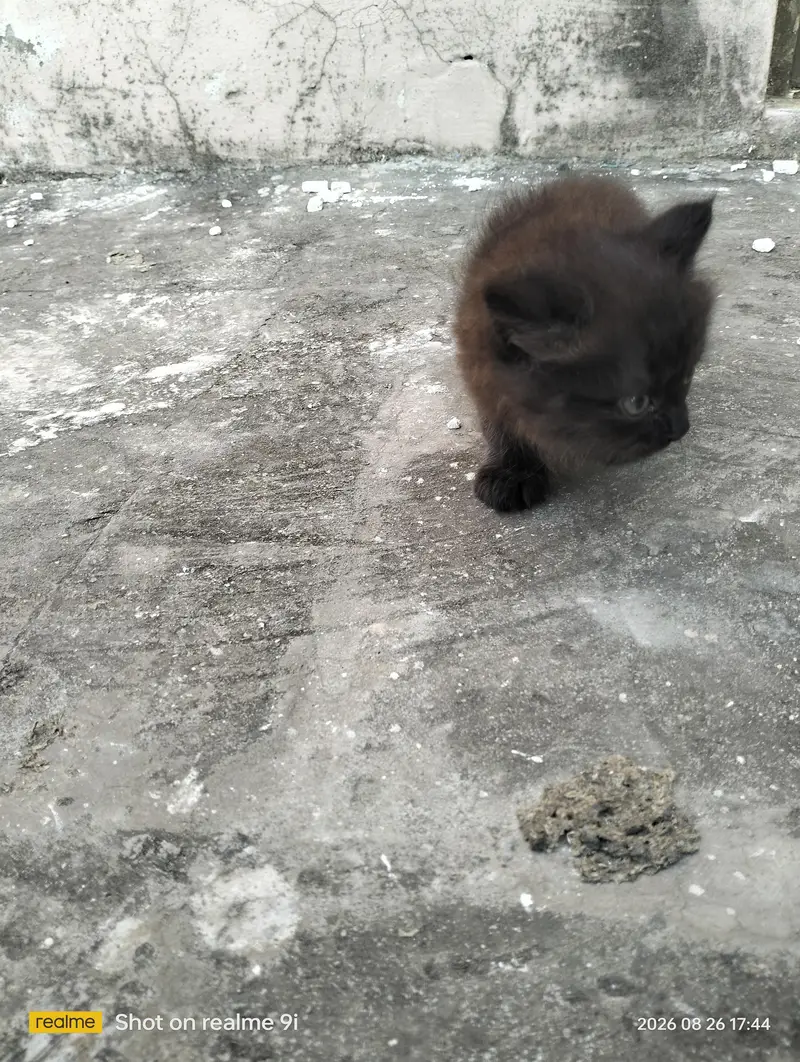 Persian cat  baby — photo 12