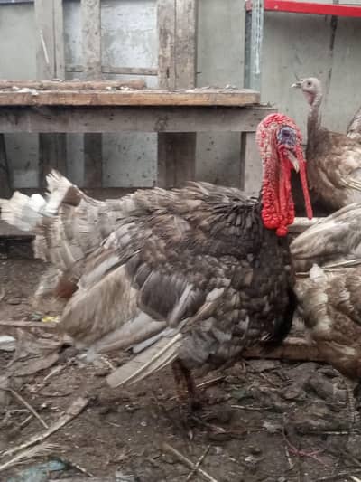 turkey breeder blue and brown pair and trio