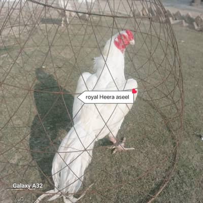 Aseel heera breeders