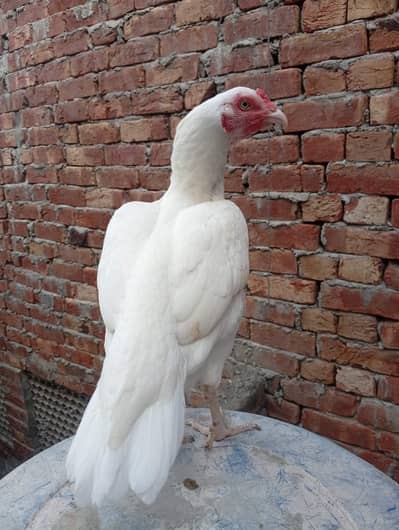Aseel heera paper white female