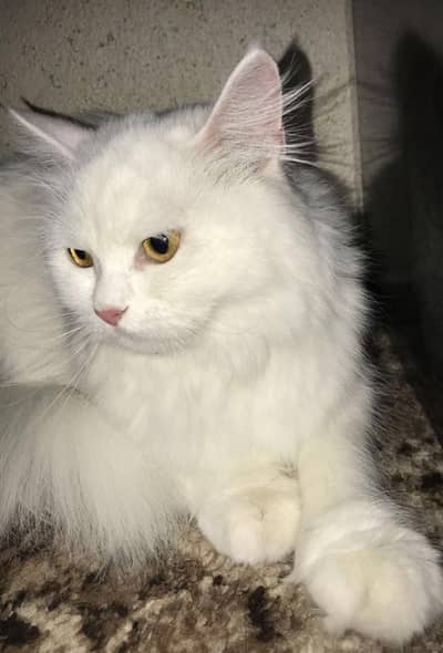 Female Persian Cat 8 months old