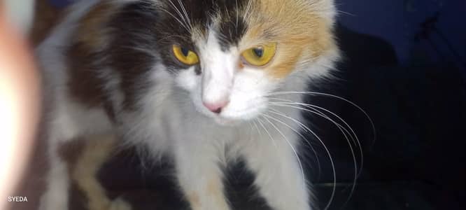 Persian cat in 3 colors