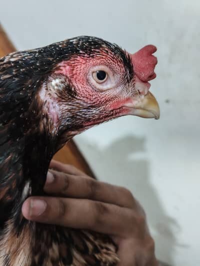 Exchange possible with desi hens
