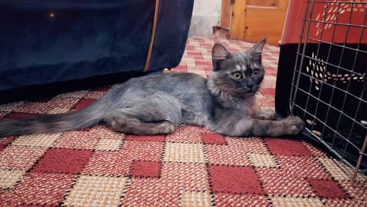 3 months old mix Persian cat ring face if someone is interested msg me