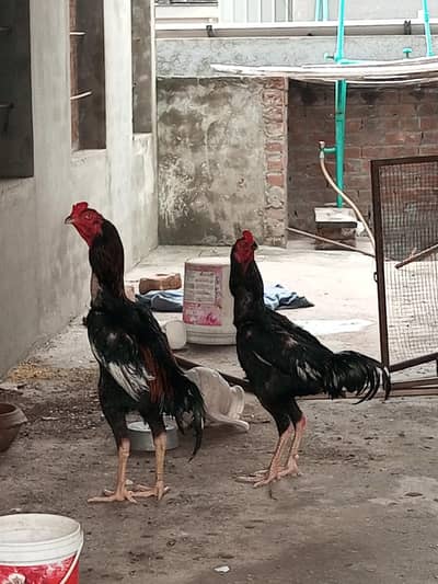 Aseel Shamo Male's Available for Sale.
