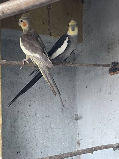 Cocktail breader pair.
