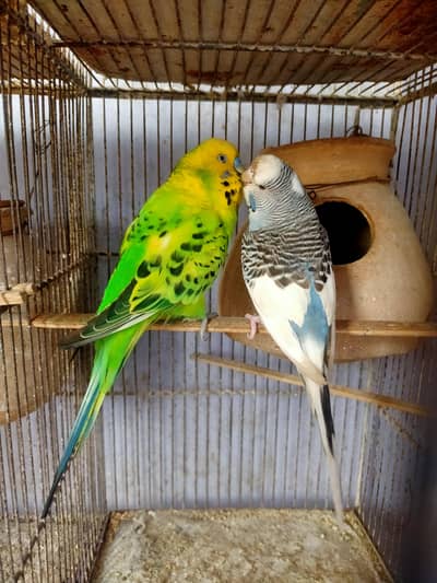 Budgies King pair