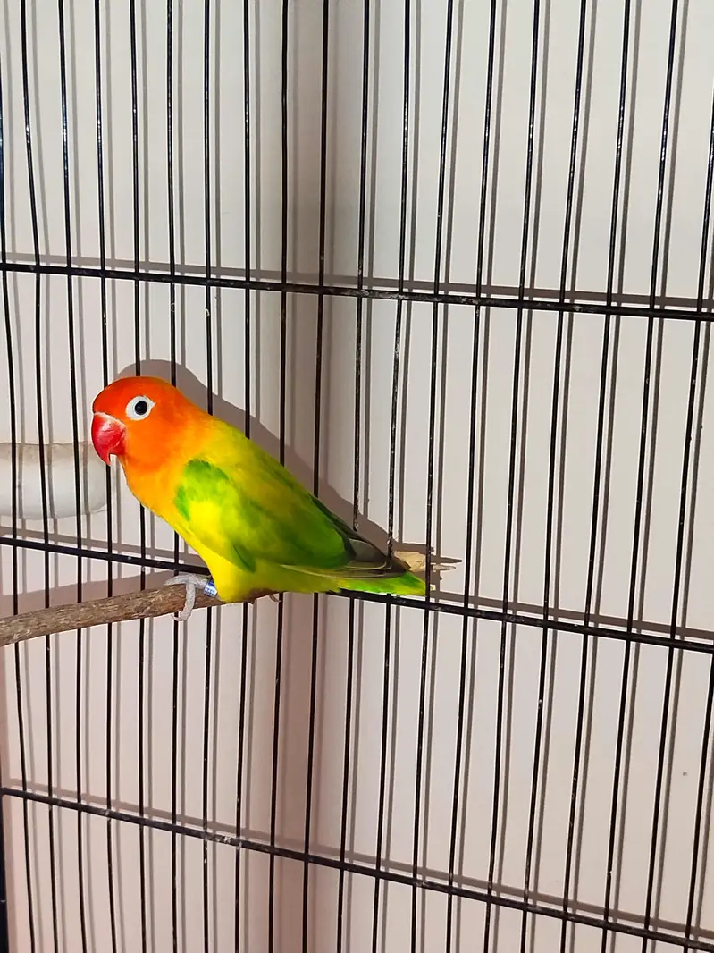 Beautiful lovebirds for sell — photo 6