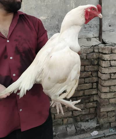 paper white heera murga