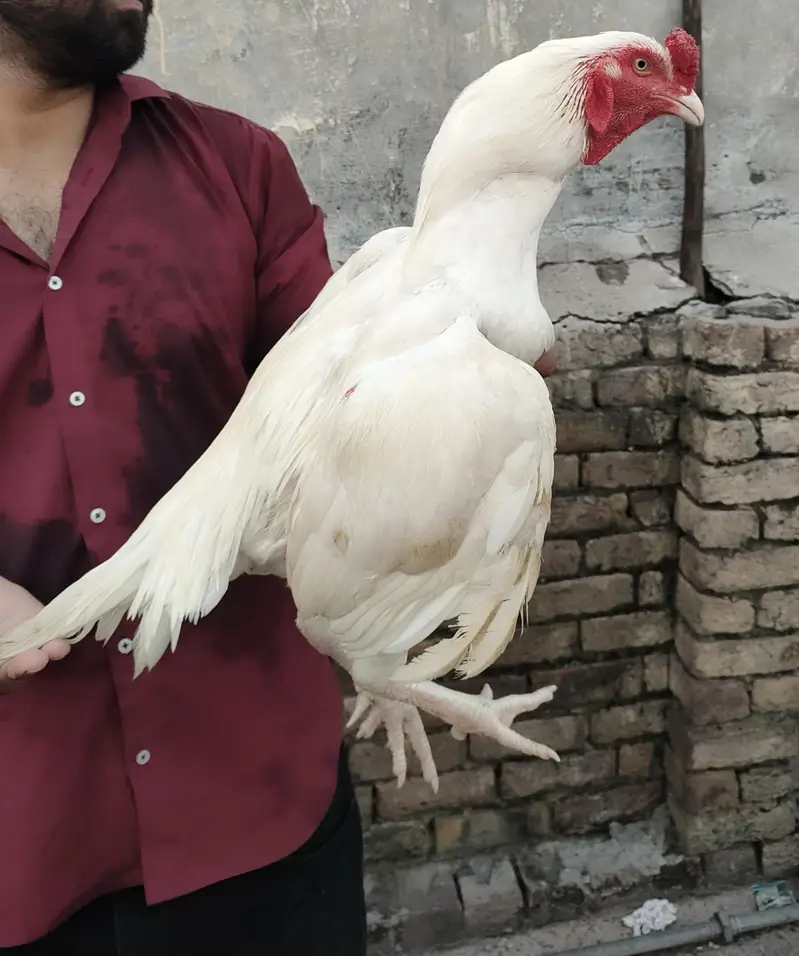 paper white heera murga — photo 2