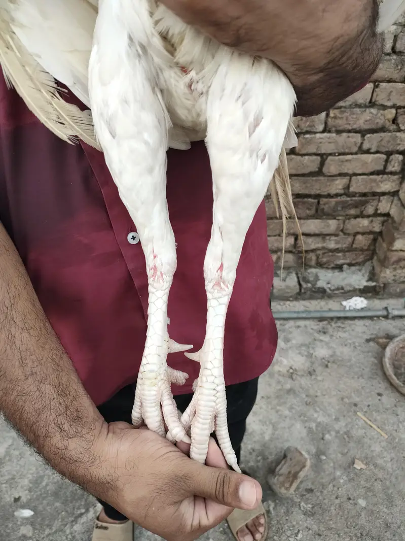 paper white heera murga — photo 3