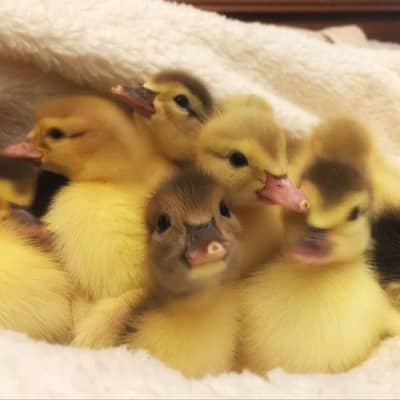 muscovy ducklings for sale