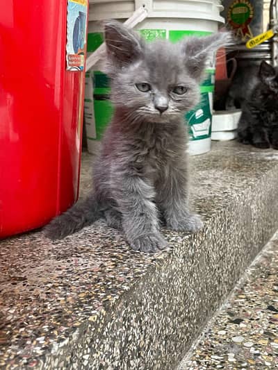 persian kittens