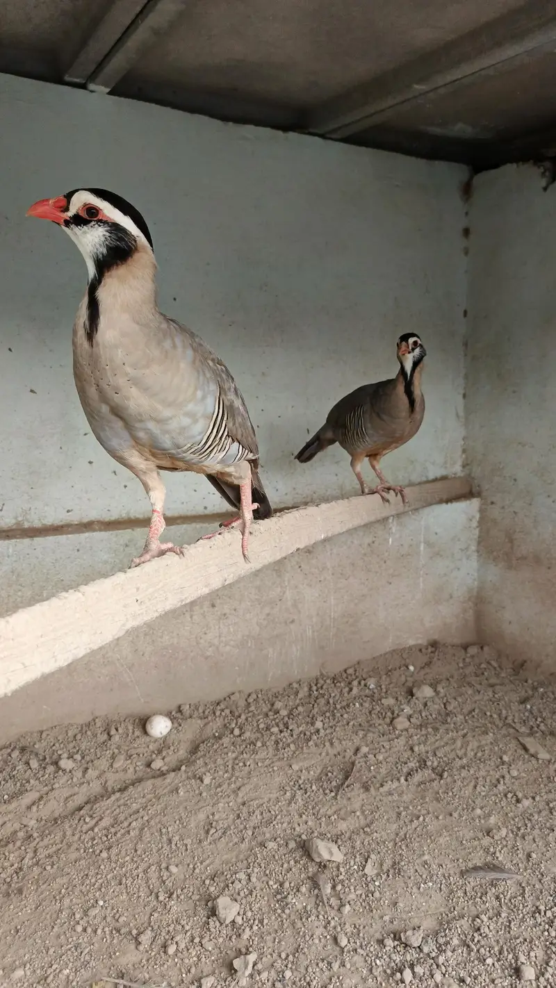 Masqati chakor, French chakor,  white teetar — photo 2