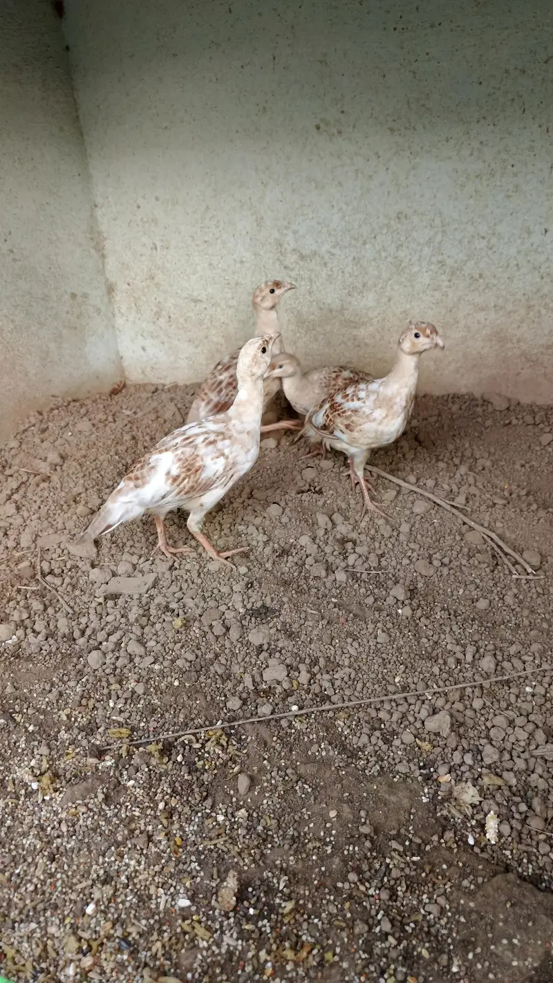 Masqati chakor, French chakor,  white teetar — photo 6