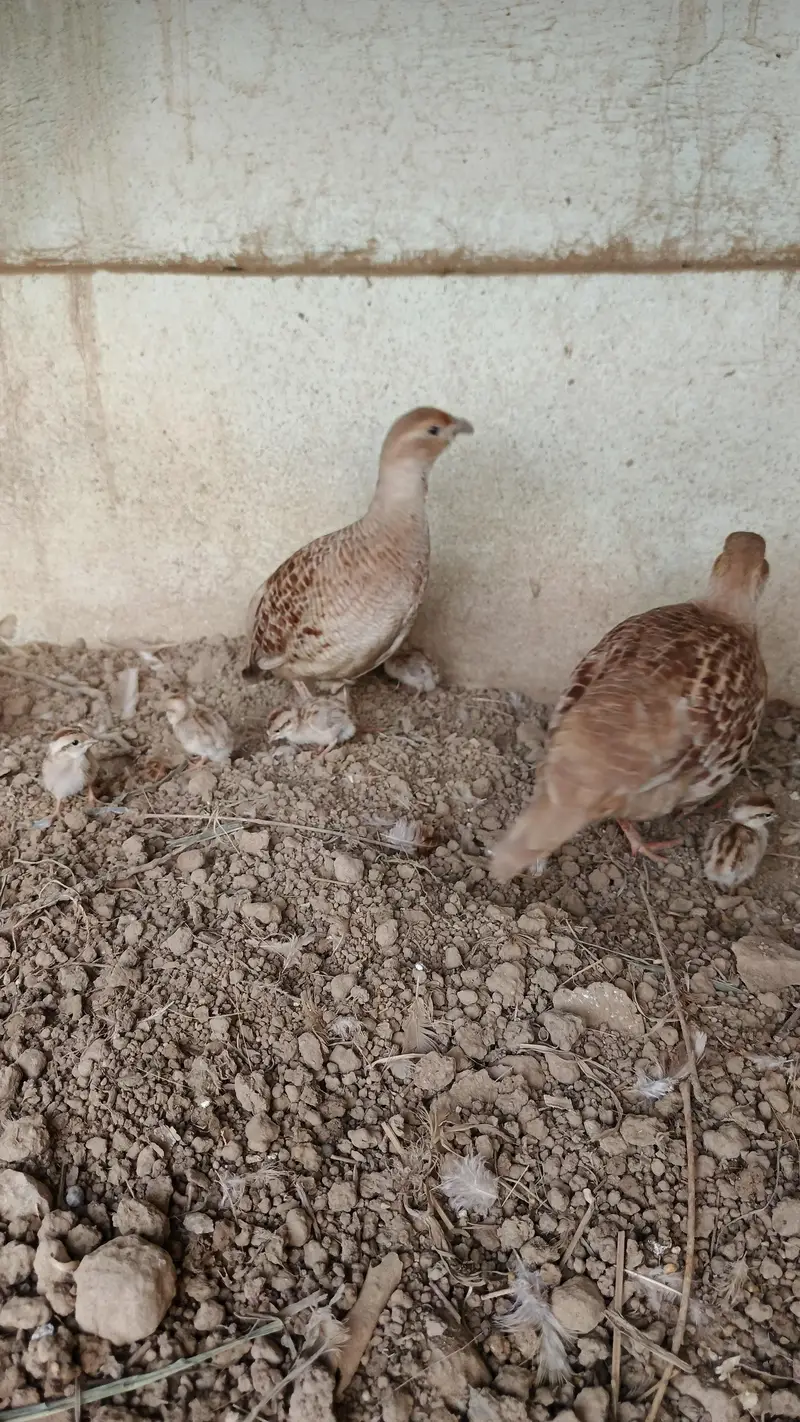 Masqati chakor, French chakor,  white teetar — photo 7