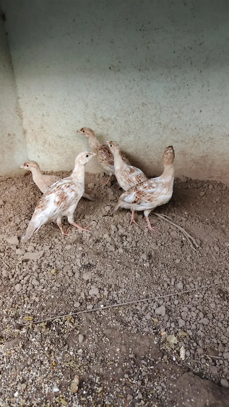 Masqati chakor, French chakor,  white teetar — photo 10