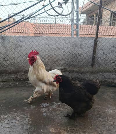Cochin or Pekin bantam chicken (Fancy) Heavy Feathered Legs  Category