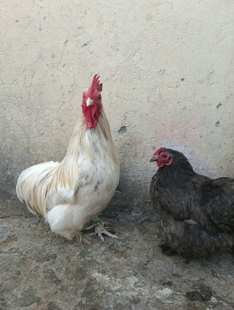 Cochin or Pekin bantam chicken (Fancy) Heavy Feathered Legs  Category — photo 2