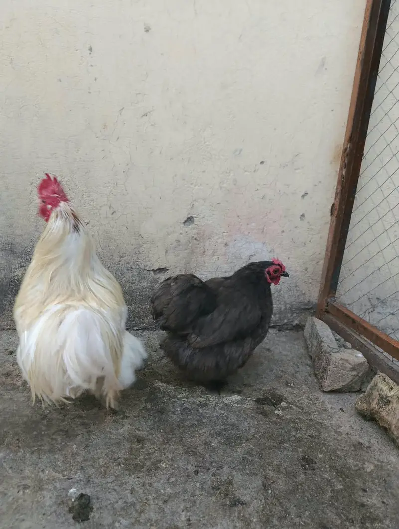 Cochin or Pekin bantam chicken (Fancy) Heavy Feathered Legs  Category — photo 3