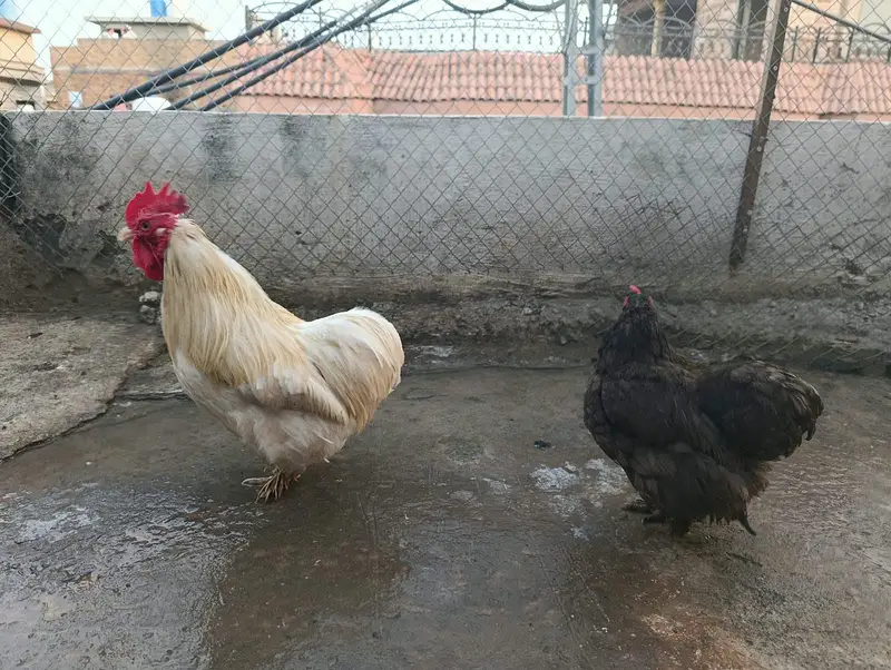 Cochin or Pekin bantam chicken (Fancy) Heavy Feathered Legs  Category — photo 4
