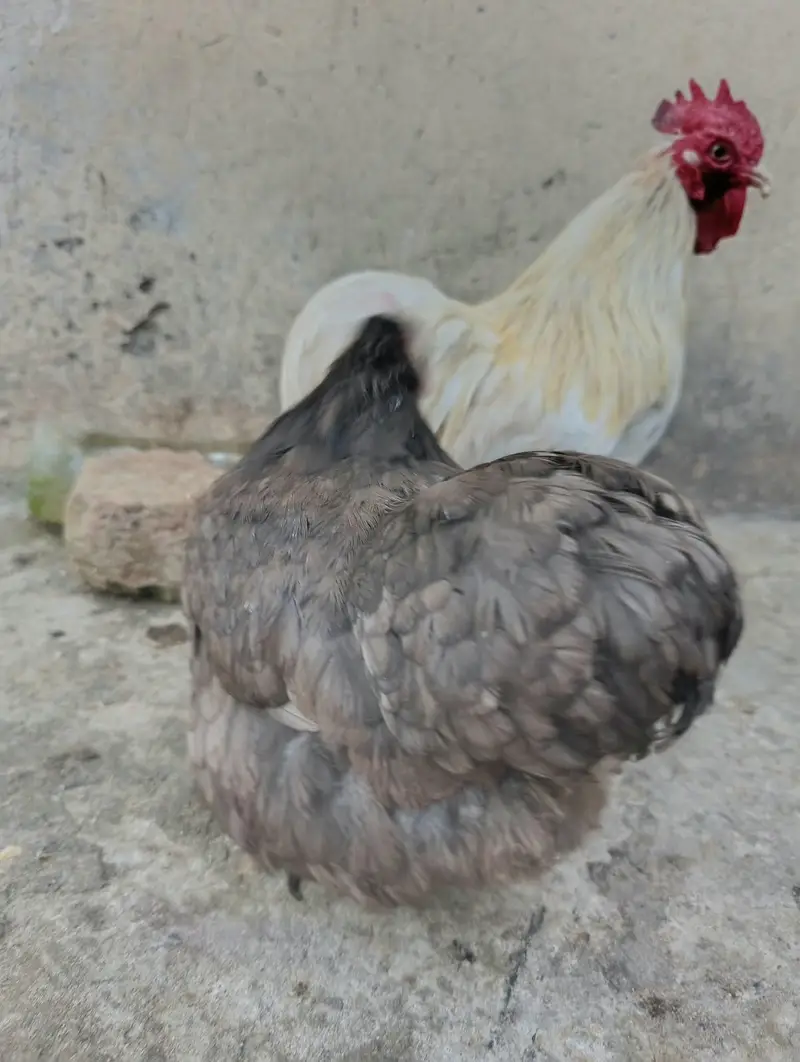 Cochin or Pekin bantam chicken (Fancy) Heavy Feathered Legs  Category — photo 5