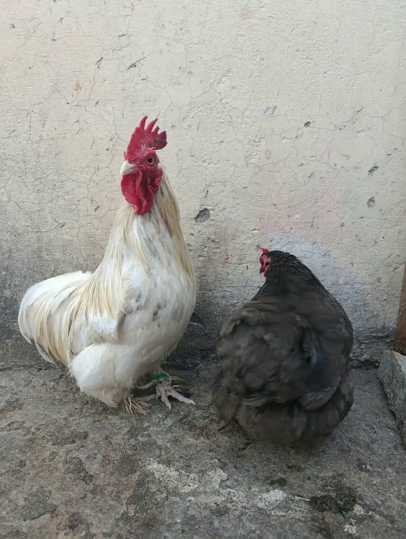 Cochin or Pekin bantam chicken (Fancy) Heavy Feathered Legs  Category — photo 6