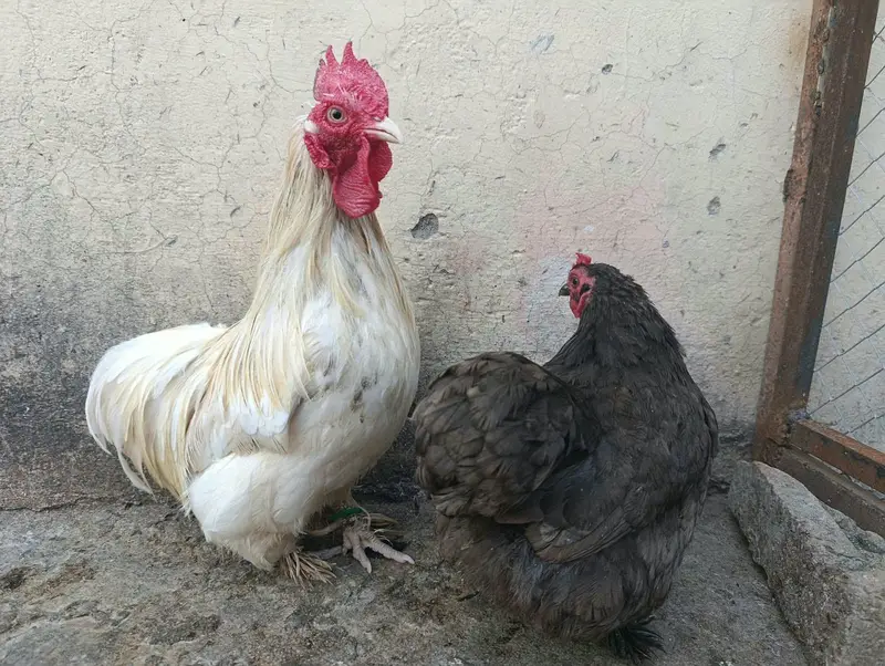 Cochin or Pekin bantam chicken (Fancy) Heavy Feathered Legs  Category — photo 7