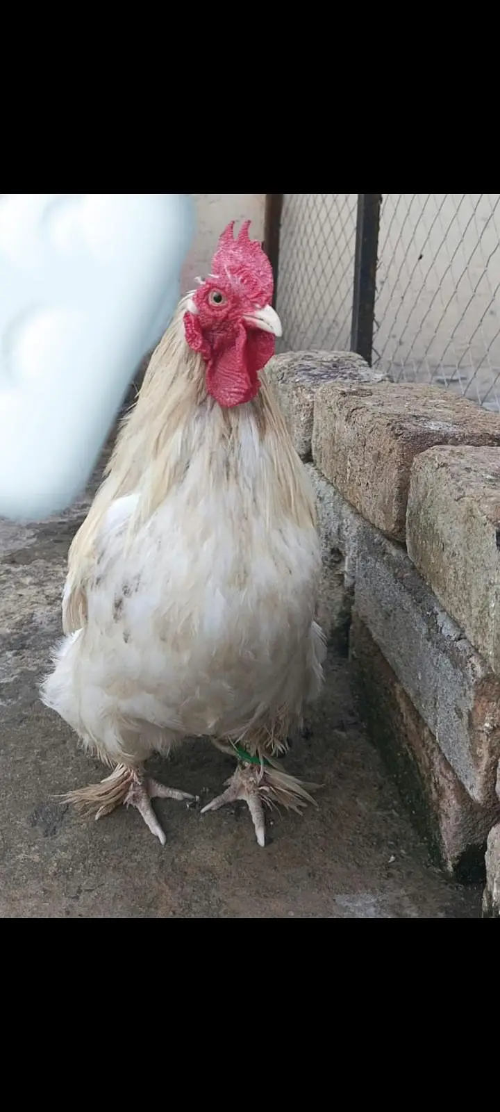 Cochin or Pekin bantam chicken (Fancy) Heavy Feathered Legs  Category — photo 8