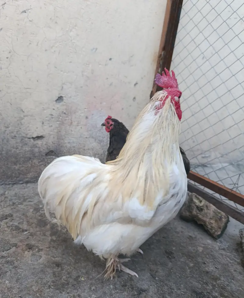 Cochin or Pekin bantam chicken (Fancy) Heavy Feathered Legs  Category — photo 9