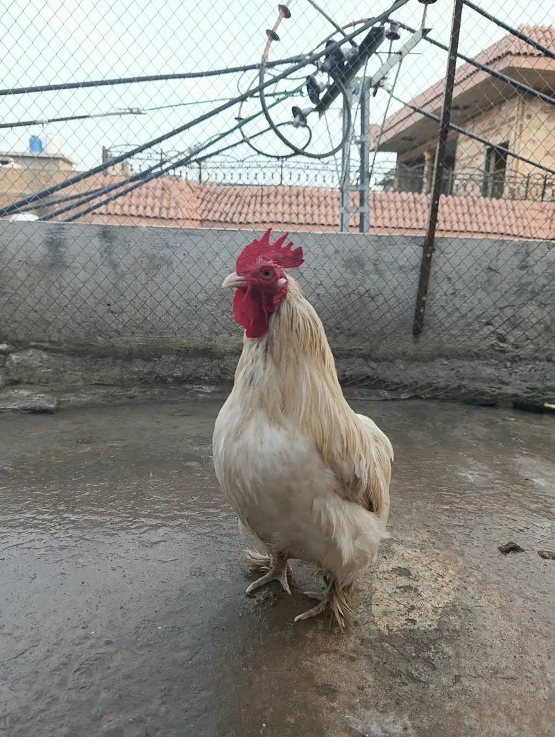 Cochin or Pekin bantam chicken (Fancy) Heavy Feathered Legs  Category — photo 10