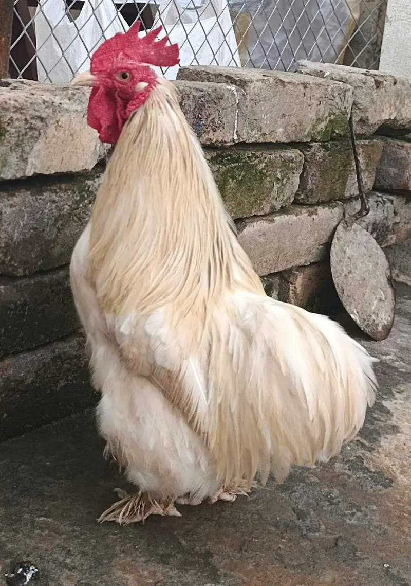 Cochin or Pekin bantam chicken (Fancy) Heavy Feathered Legs  Category — photo 11