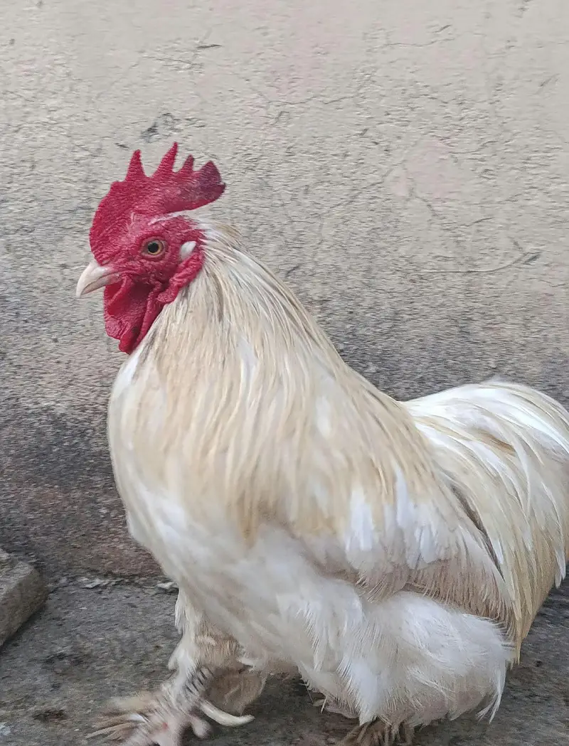 Cochin or Pekin bantam chicken (Fancy) Heavy Feathered Legs  Category — photo 12