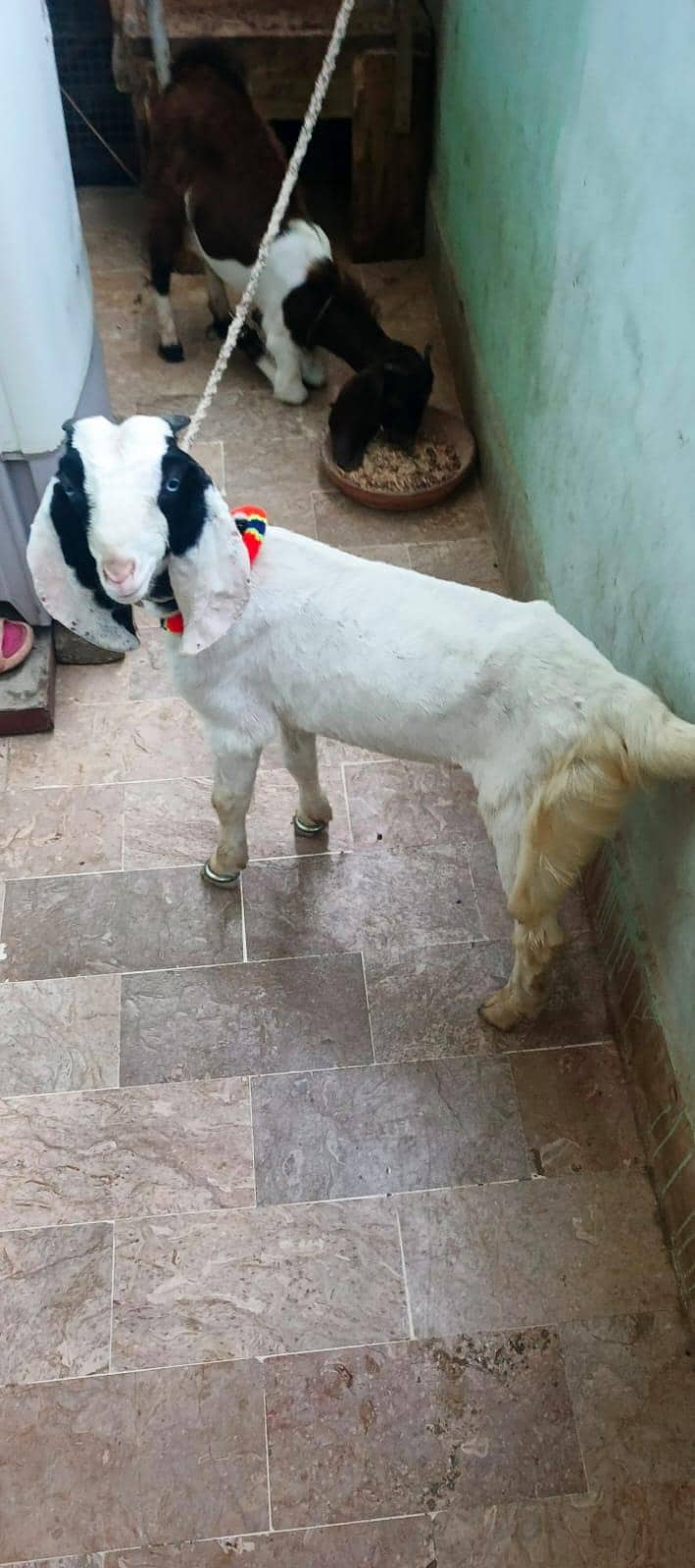 Bakra nar 0